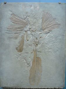 The London Archaeopteryx fossil from Solnhofen.