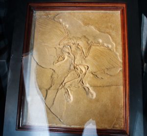 Solnhofen Fossil Archaeopteryx - Berlin specimen