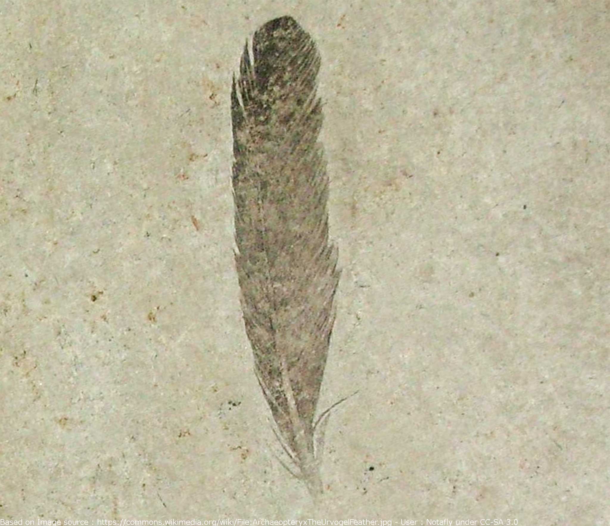 First fossil feather didn't belong to famed Archaeopteryx ...