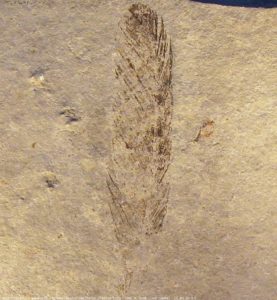 The first specimen of Archaeopteryx found in 1861.