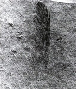 Archaeopteryx_lithographica